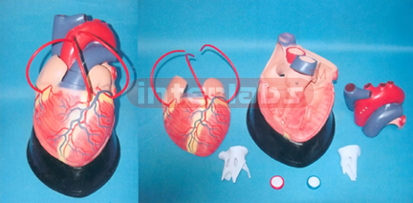 BIG MAGNIFIED ANATOMICAL HEARTPUTS UP A BRIDGE, VERTICAL TYPE, PINK (10 PARTS)